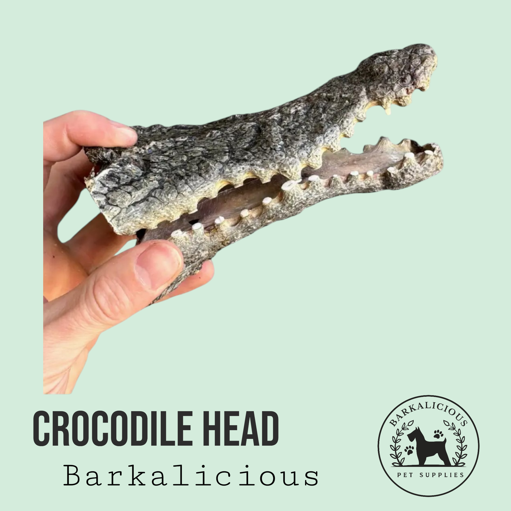 Crocodile Head
