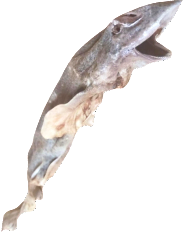 Baby Shark (Whole Dog Fish)