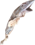 Baby Shark (Whole Dog Fish)