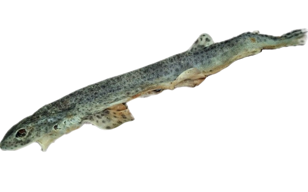 Baby Shark (Whole Dog Fish)