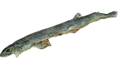 Baby Shark (Whole Dog Fish)