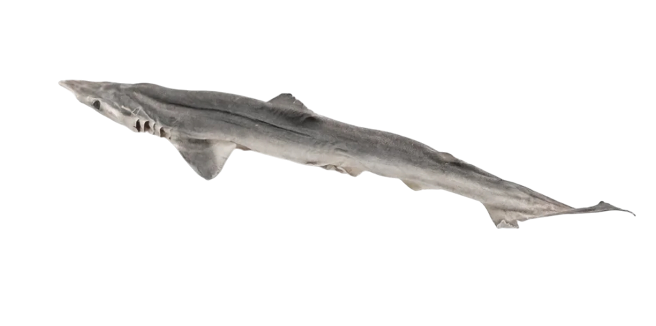 Baby Shark (Whole Dog Fish)